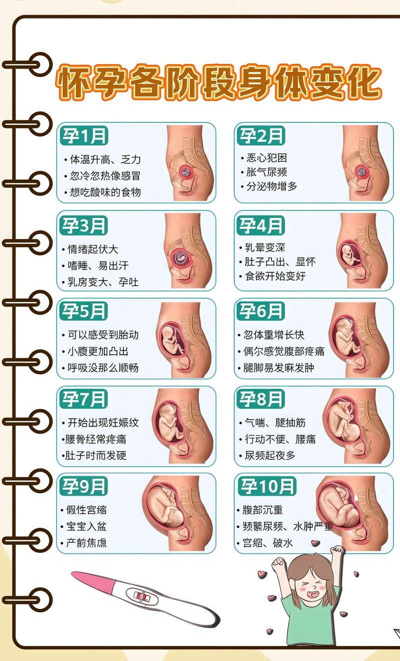 揭秘供卵代孕妈妈怀孕小腹分两节，孕期变化的奥秘遂宁代生机构: